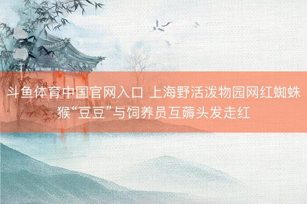 斗鱼体育中国官网入口 上海野活泼物园网红蜘蛛猴“豆豆”与饲养员互薅头发走红